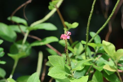 Changeable velvetberry (Stachytarpheta mutabilis)