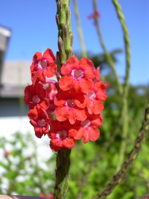 Changeable velvetberry: Stachytarpheta mutabilis (flowers). Location: Florida, Turtle Beach