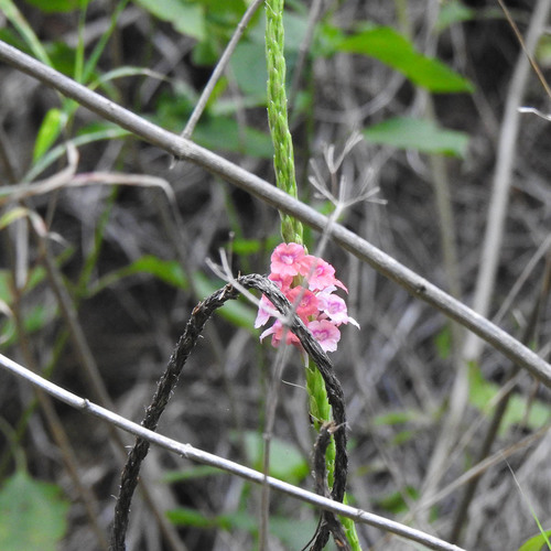 Changeable velvetberry (Stachytarpheta mutabilis)