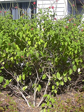 Changeable velvetberry: Stachytarpheta mutabilis (habit). Location: Florida, Turtle Beach
