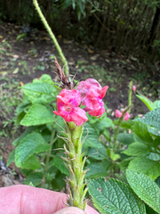 Changeable velvetberry (Stachytarpheta mutabilis)