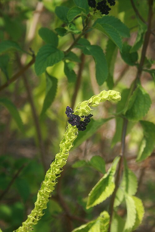 Stachytarpheta orubica: Stachytarpheta orubica , Eisenkrautgewächse (Verbenaceae) – Kolumbien/Colombia: Dpto. Bolívar, Península de Barú SW Cartagena, NE Barú, ca. 10–30 m