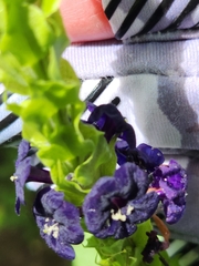 Stachytarpheta orubica (Stachytarpheta orubica)