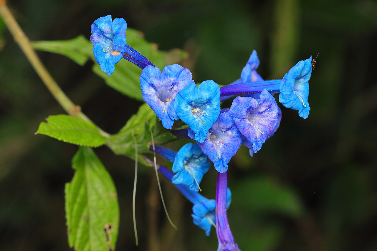 Stachytarpheta speciosa: Stachytarpheta speciosa, Itatiaia - RJ, Brasil, 2024-06-04 (iNaturalist).