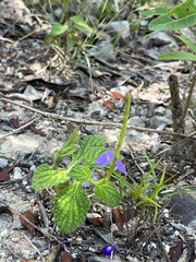 West Indian porterweed (Stachytarpheta strigosa)