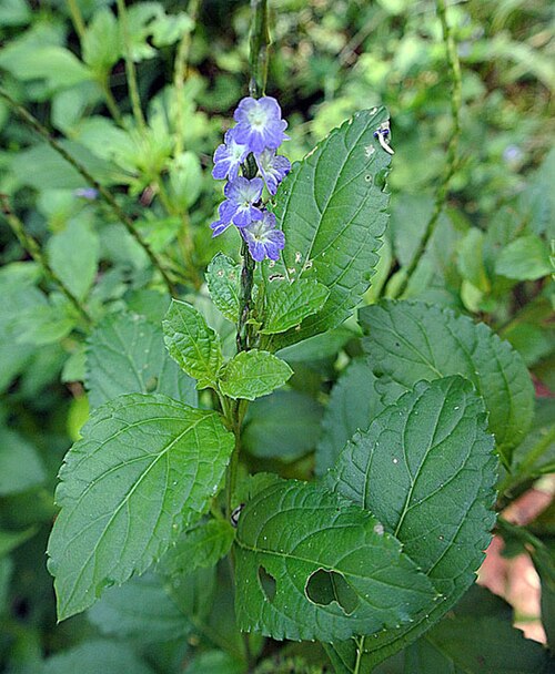 Nettleleaf velvetberry: Pantropical weed from a Neotropical origin. Known as Blue Snakeweed, and by names such as Rabo de Zorro in Spanish. Used against Malaria in folk medicine.