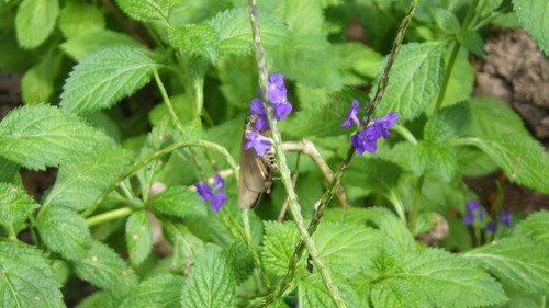 Nettleleaf velvetberry (Stachytarpheta urticifolia)