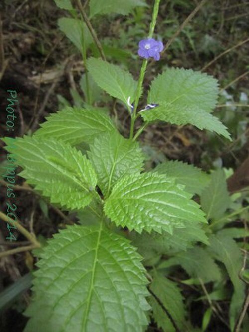Nettleleaf velvetberry: Stachytarpheta urticifolia