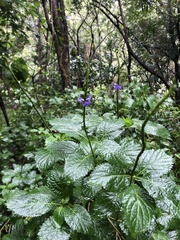 Nettleleaf velvetberry (Stachytarpheta urticifolia)