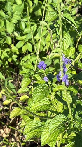Nettleleaf velvetberry (Stachytarpheta urticifolia)