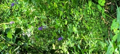 Nettleleaf velvetberry (Stachytarpheta urticifolia)