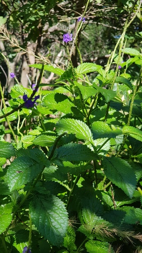 Nettleleaf velvetberry (Stachytarpheta urticifolia)