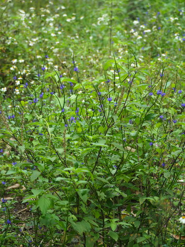 Nettleleaf velvetberry (Stachytarpheta urticifolia)