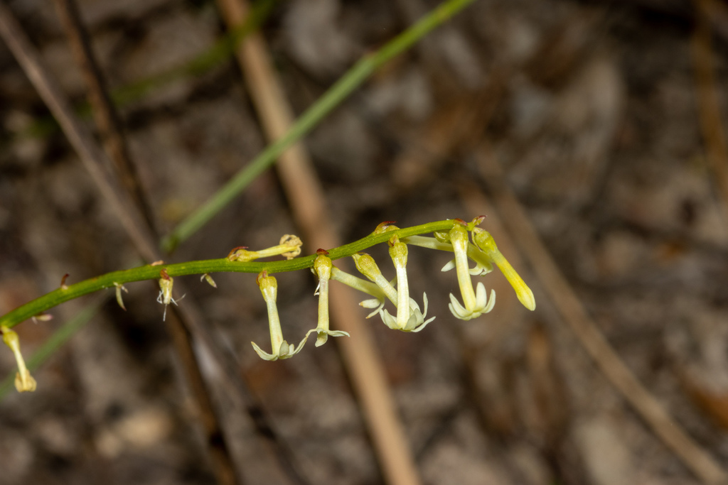 Stackhousia aspericocca (Stackhousia aspericocca)