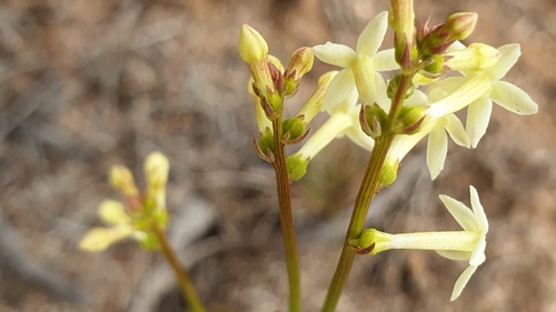 Stackhousia aspericocca (Stackhousia aspericocca)