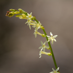 Stackhousia aspericocca (Stackhousia aspericocca)