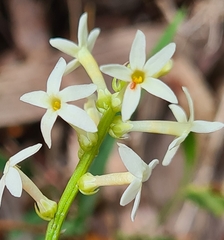Stackhousia aspericocca (Stackhousia aspericocca)