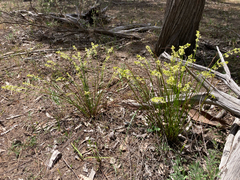 Stackhousia aspericocca (Stackhousia aspericocca)