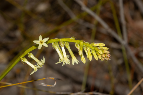 Stackhousia aspericocca (Stackhousia aspericocca)