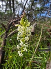 Stackhousia aspericocca (Stackhousia aspericocca)