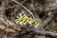 Stackhousia aspericocca (Stackhousia aspericocca)