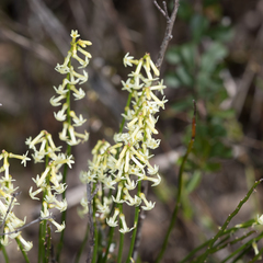 Stackhousia aspericocca (Stackhousia aspericocca)