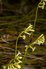Stackhousia aspericocca (Stackhousia aspericocca)