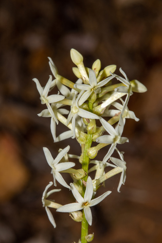 Stackhousia aspericocca (Stackhousia aspericocca)