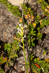 Stackhousia aspericocca (Stackhousia aspericocca)
