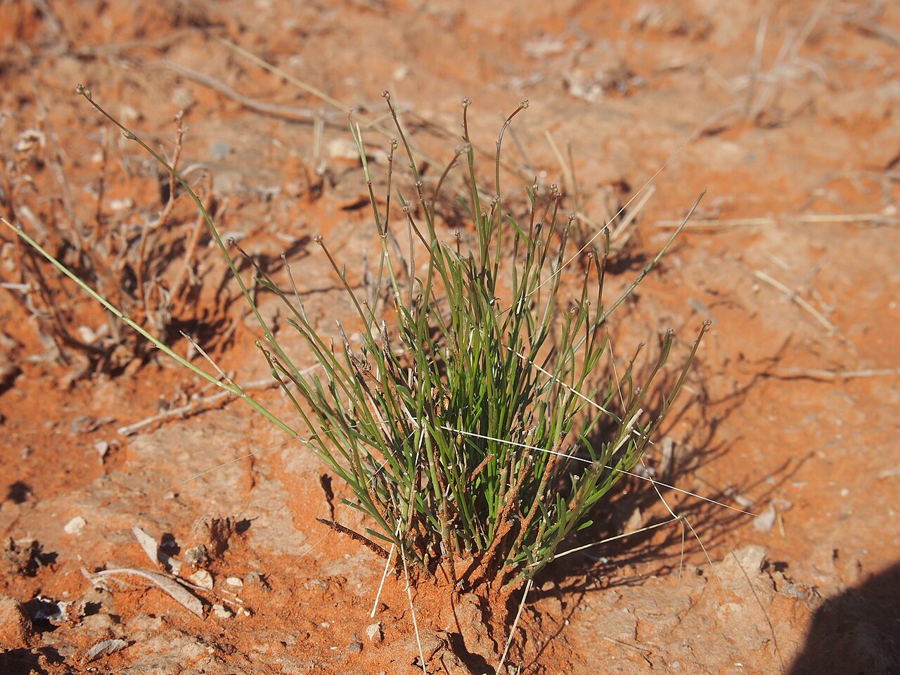 Stackhousia clementii: Stackhousia clementii