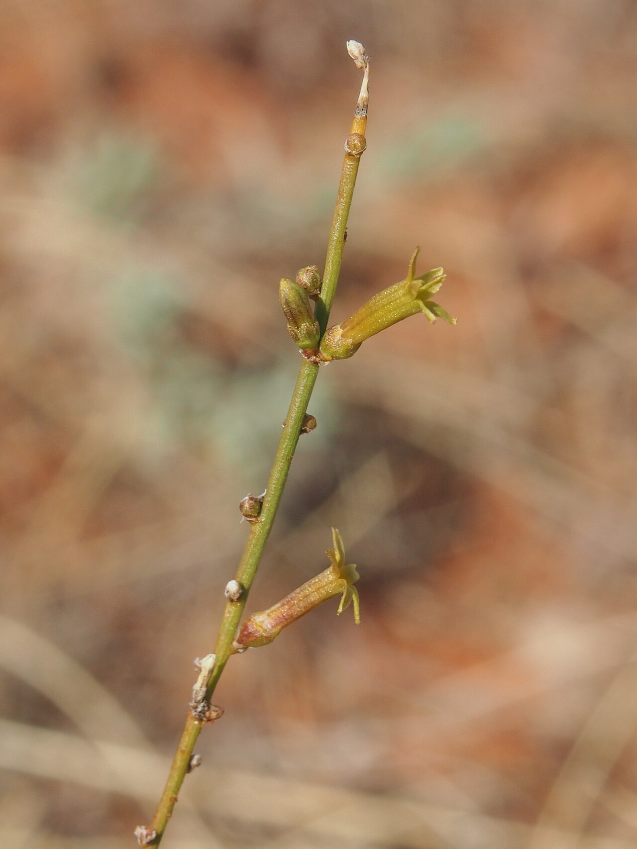 Stackhousia clementii: Stackhousia clementii flowers