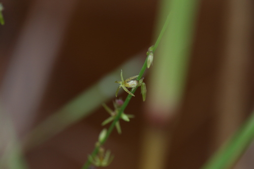 Stackhousia intermedia (Stackhousia intermedia)