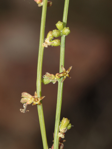 Stackhousia muricata (Stackhousia muricata)