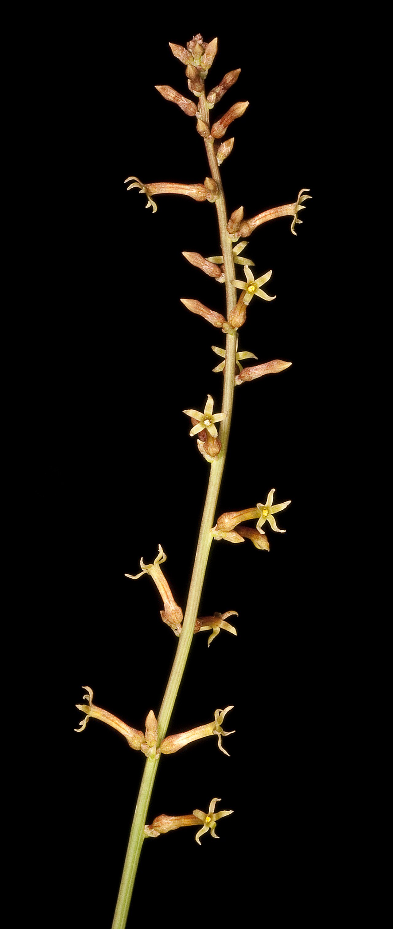 Stackhousia muricata: KRT4693