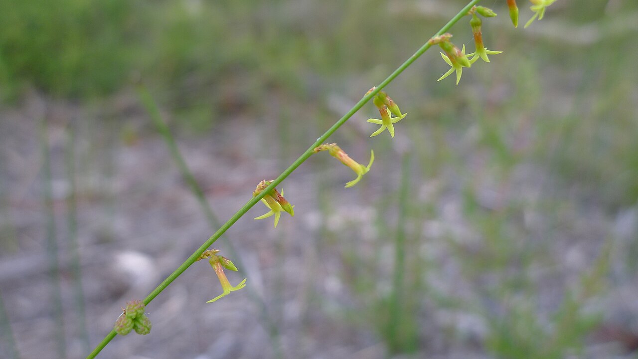 Stackhousia nuda: Leafless Stackhousia, Stackhousia nuda . Yellow-green flowers in a spike. Limeburners Creek National Park, NSW Australia, December 2013.