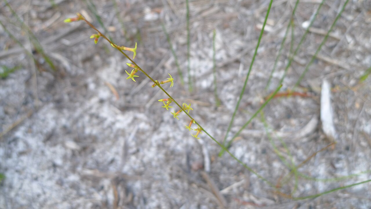 Stackhousia nuda: Leafless Stackhousia, Stackhousia nuda . Limeburners Creek National Park, NSW Australia, December 2013. Thanks for the ID, Jason.