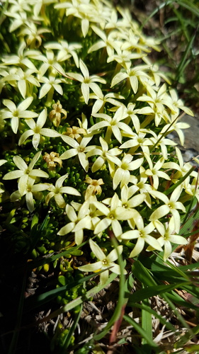 Stackhousia pulvinaris (Stackhousia pulvinaris)
