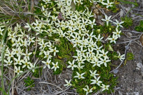 Stackhousia pulvinaris (Stackhousia pulvinaris)