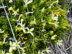 Stackhousia pulvinaris (Stackhousia pulvinaris)