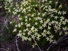 Stackhousia pulvinaris (Stackhousia pulvinaris)