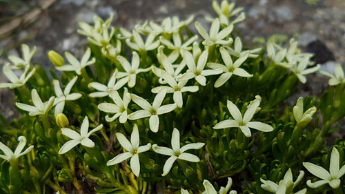 Stackhousia pulvinaris (Stackhousia pulvinaris)