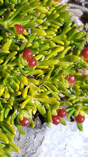 Stackhousia pulvinaris (Stackhousia pulvinaris)