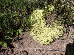 Stackhousia pulvinaris (Stackhousia pulvinaris)