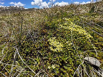 Stackhousia pulvinaris: Stackhousia pulvinaris F.Muell, Snowy River, Kosciuszko, New South Wales, Australia