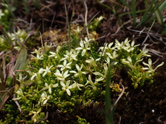 Stackhousia pulvinaris (Stackhousia pulvinaris)