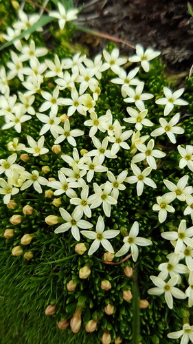 Stackhousia pulvinaris (Stackhousia pulvinaris)