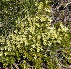 Stackhousia pulvinaris (Stackhousia pulvinaris)