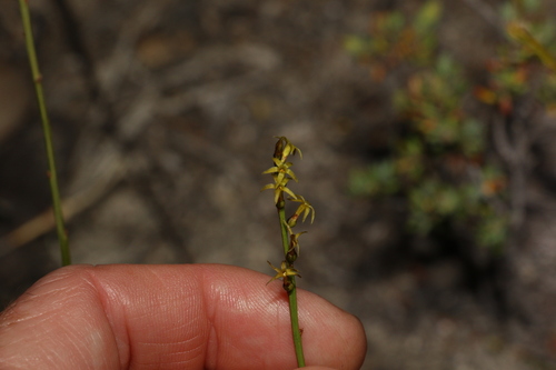 Stackhousia scoparia (Stackhousia scoparia)