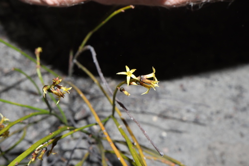 Stackhousia scoparia (Stackhousia scoparia)