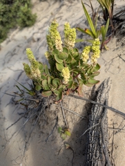 Stackhousia spathulata (Stackhousia spathulata)